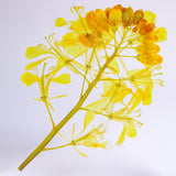 Brassica rapa