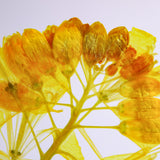 Brassica rapa