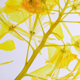 Brassica rapa