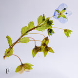 Veronica persica