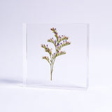 Limonium cv. 'blue fantasy'