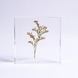 Limonium cv. 'blue fantasy'