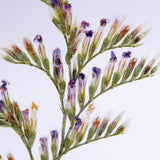 Limonium cv. 'blue fantasy'