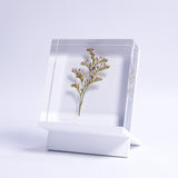 Limonium cv. 'blue fantasy'