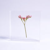 Limonium Pink