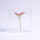 Limonium Pink