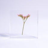 Limonium Pink