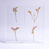 Limonium Pink