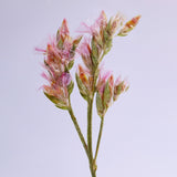 Limonium Pink