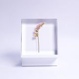 Limonium Pink