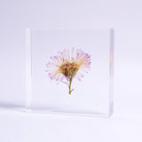 Aster hybrids