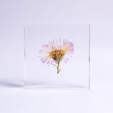 Aster hybrids