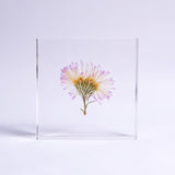 Aster hybrids