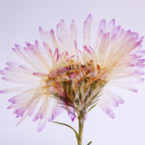 Aster hybrids