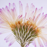 Aster hybrids