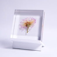 Aster hybrids