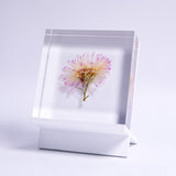 Aster hybrids