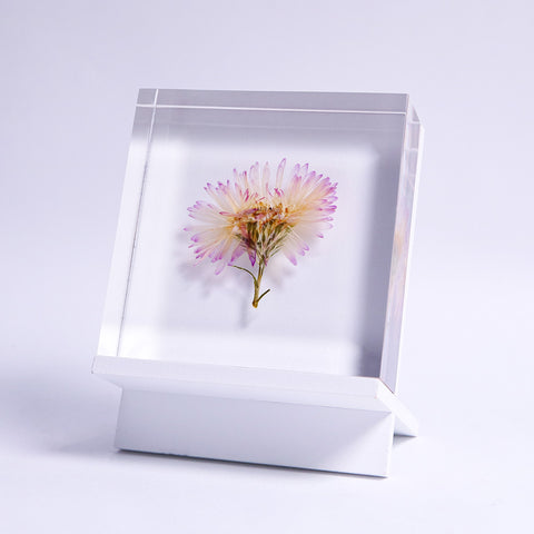 Aster hybrids