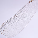 Dragonfly Wings
