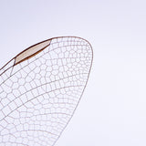 Dragonfly Wings