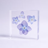 Blue Hydrangea plate -four flower-