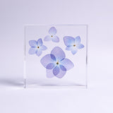 Blue Hydrangea plate -four flower-