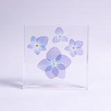 Blue Hydrangea plate -four flower-