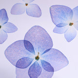 Blue Hydrangea plate -four flower-