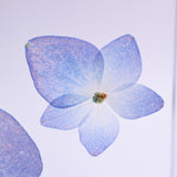 Blue Hydrangea plate -four flower-