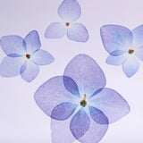 Blue Hydrangea plate -four flower-