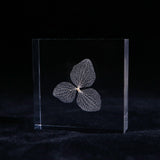 Hydrangea flower vein
