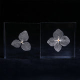 Hydrangea flower vein