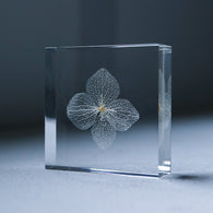 Hydrangea flower vein