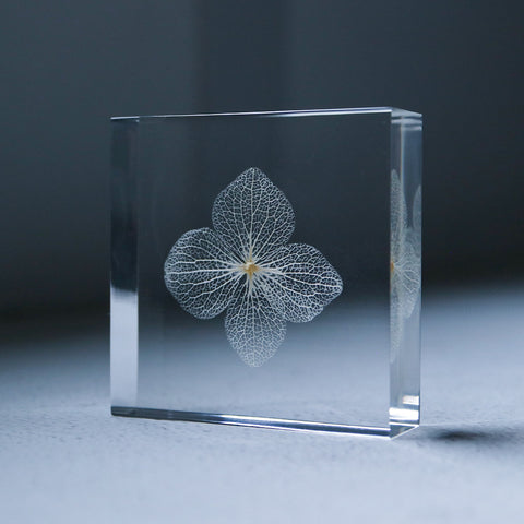 Hydrangea flower vein