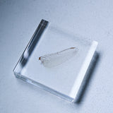Dragonfly Wings