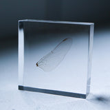 Dragonfly Wings