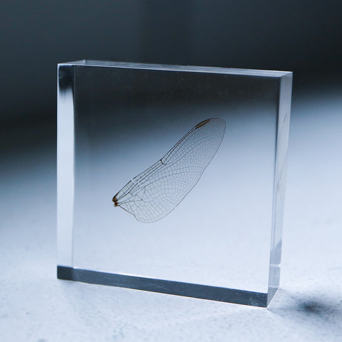 Dragonfly Wings