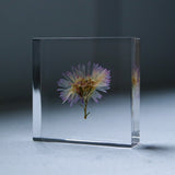 Aster hybrids
