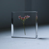 Limonium Pink