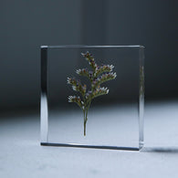Limonium cv. 'blue fantasy'