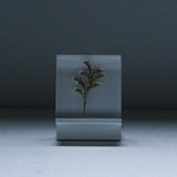 Limonium cv. 'blue fantasy'