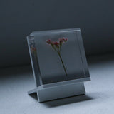 Limonium Pink