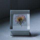 Aster hybrids