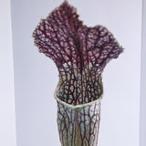 Sarracenia