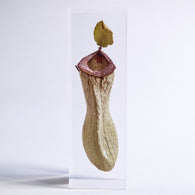 Nepenthes