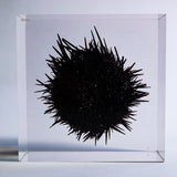 Sea urchin (with spines)