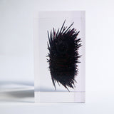 Sea urchin (with spines)