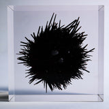 Sea urchin (with spines)