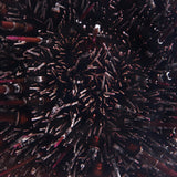 Sea urchin (with spines)