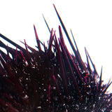 Sea urchin (with spines)